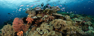 Reef panorama by Julian Cohen 